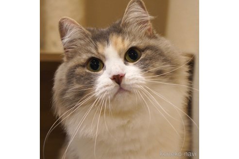 そば茶ちゃん1枚目